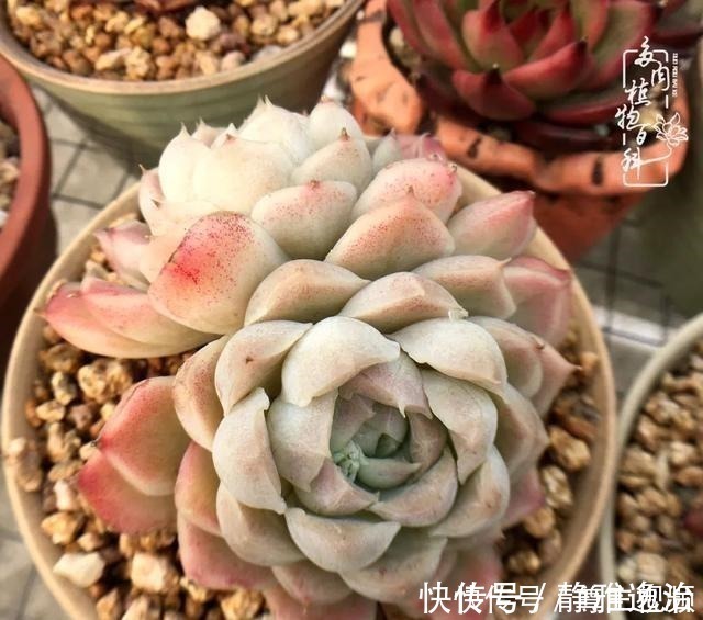 静夜|养多肉三年多，初见惊鸿！累并快乐着！养多肉三年多，初见惊鸿！累并快乐着！