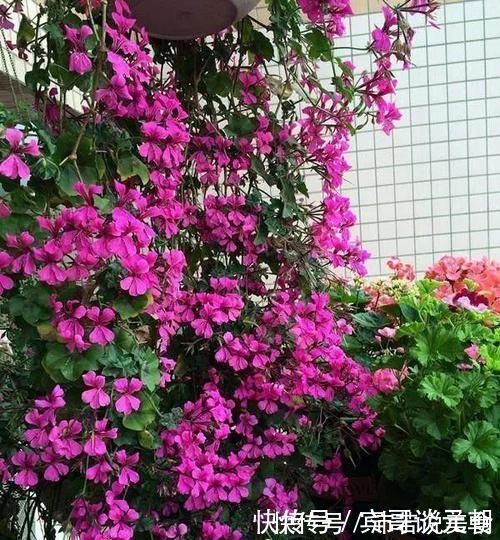 郁金香|7个绝美花园，个个美炸了天，等有钱了我也要建一个