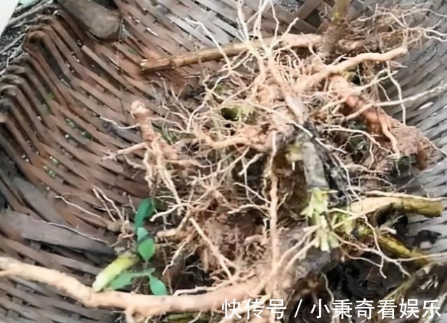 秋天满地的“稀奇宝贝”,不要白不要,捡起来养花,养1盆爆1盆