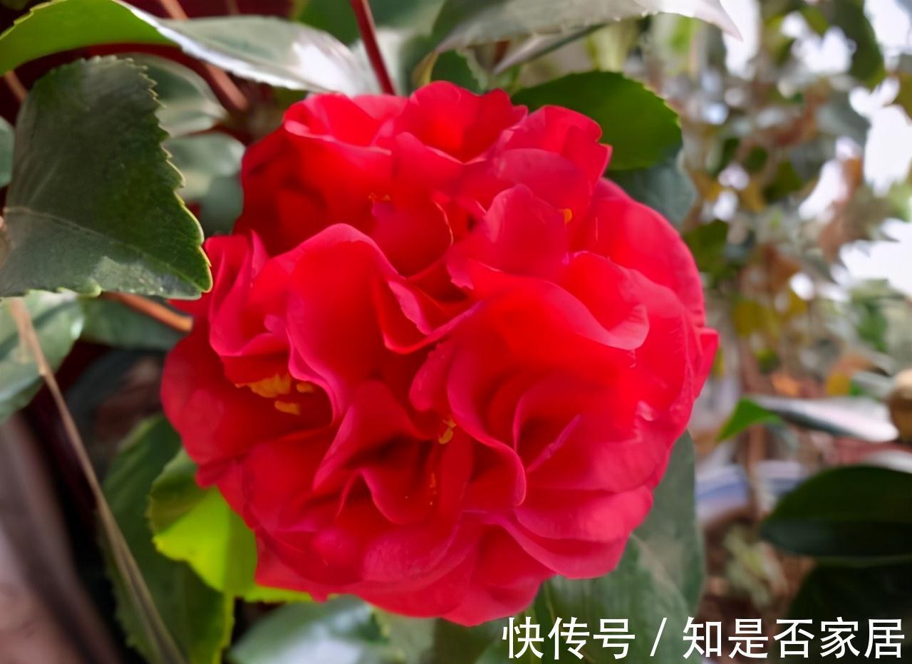 忘了牡丹吧,这种茶花香气四溢,花期长,不养一盆太可惜