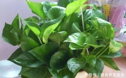 绿萝、文竹爱“吃”糖,定期来一勺,不黄叶长得旺,叶片绿油油!