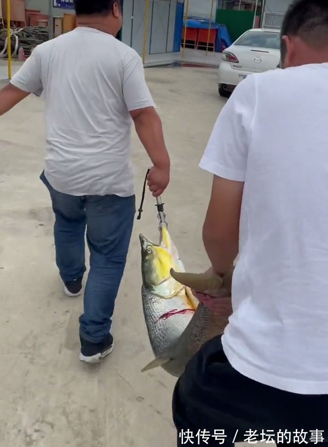 除害江苏小伙阳澄湖钓起水老虎，小伙不知它吃了大闸蟹