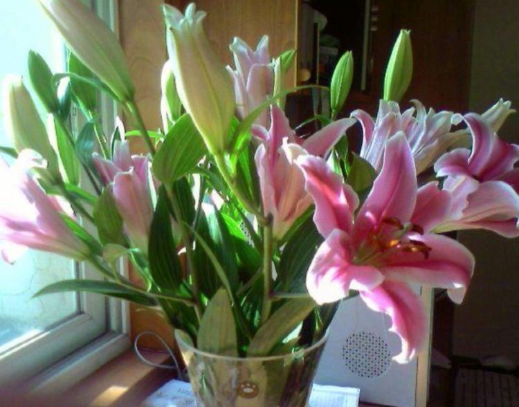 不会养花?就那选择”几种花“,好养易爆盆,惊艳如花球,美翻了