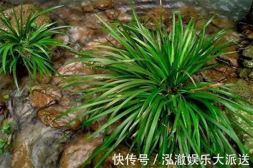 这3种花“脾气”硬,给点水就长新枝,养在石头上还能开花