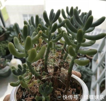 多肉全是“胡须”,这是“求救”信号,多肉爱好者要引起重视!