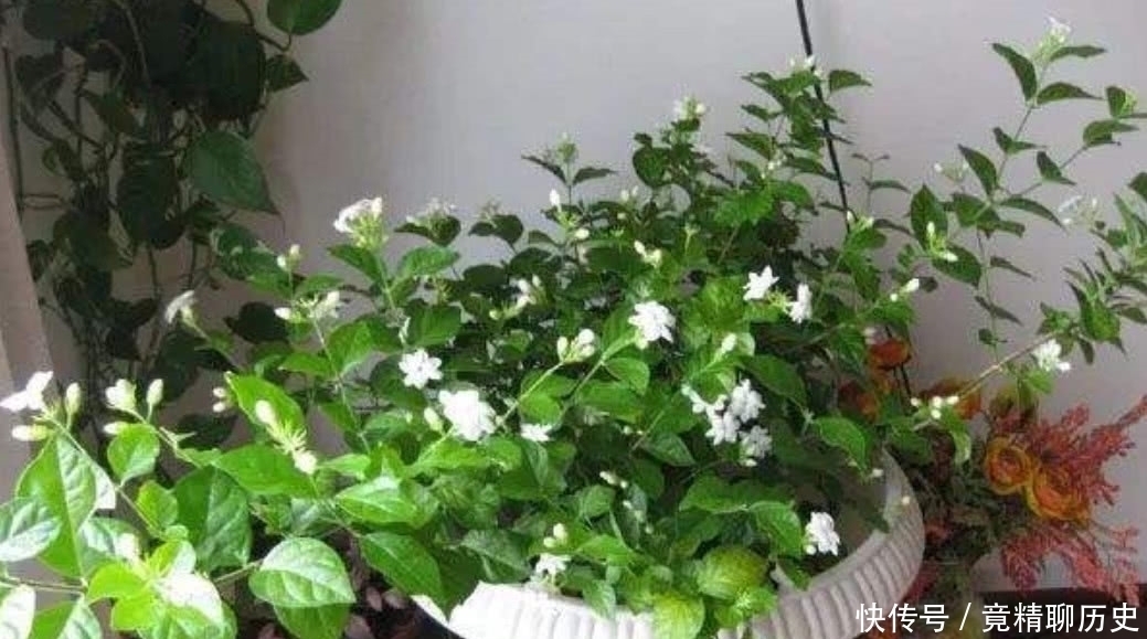 养护|想让“茉莉花”再次开花，按照“3点”进行，花朵多香味浓！