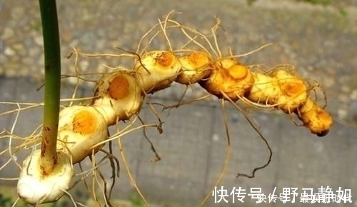 粳米|它被称为“肾黄金”,国医吃了一辈子,每天一片,好处多到数不清