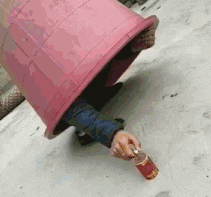 |搞笑GIF段子：家里的蚊帐都快被这傻狗的玩坏了