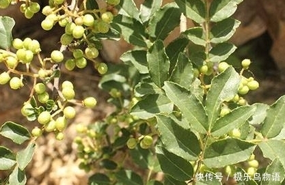 回家|立冬后,农村地里若遇见此野草,记得要采摘回家,药用功效大