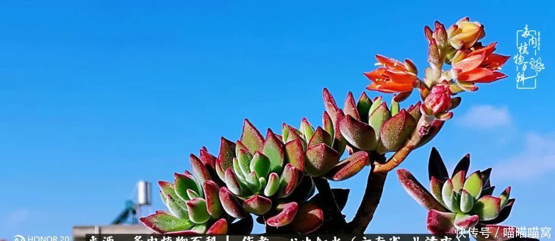 多肉|你是爱,是暖,是希望,你是人间四月天!