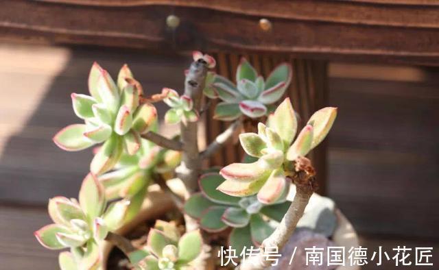 巧克力色|新手选这些“普货”多肉来养,好养又省心,养出状态来也很漂亮