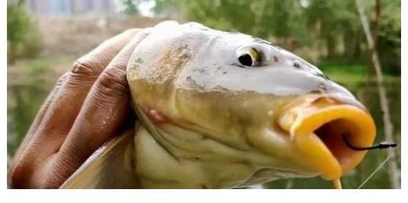 截饵|千错万错就不该收竿，鲫鱼起浮后，只需调整一番，爆护都没问题