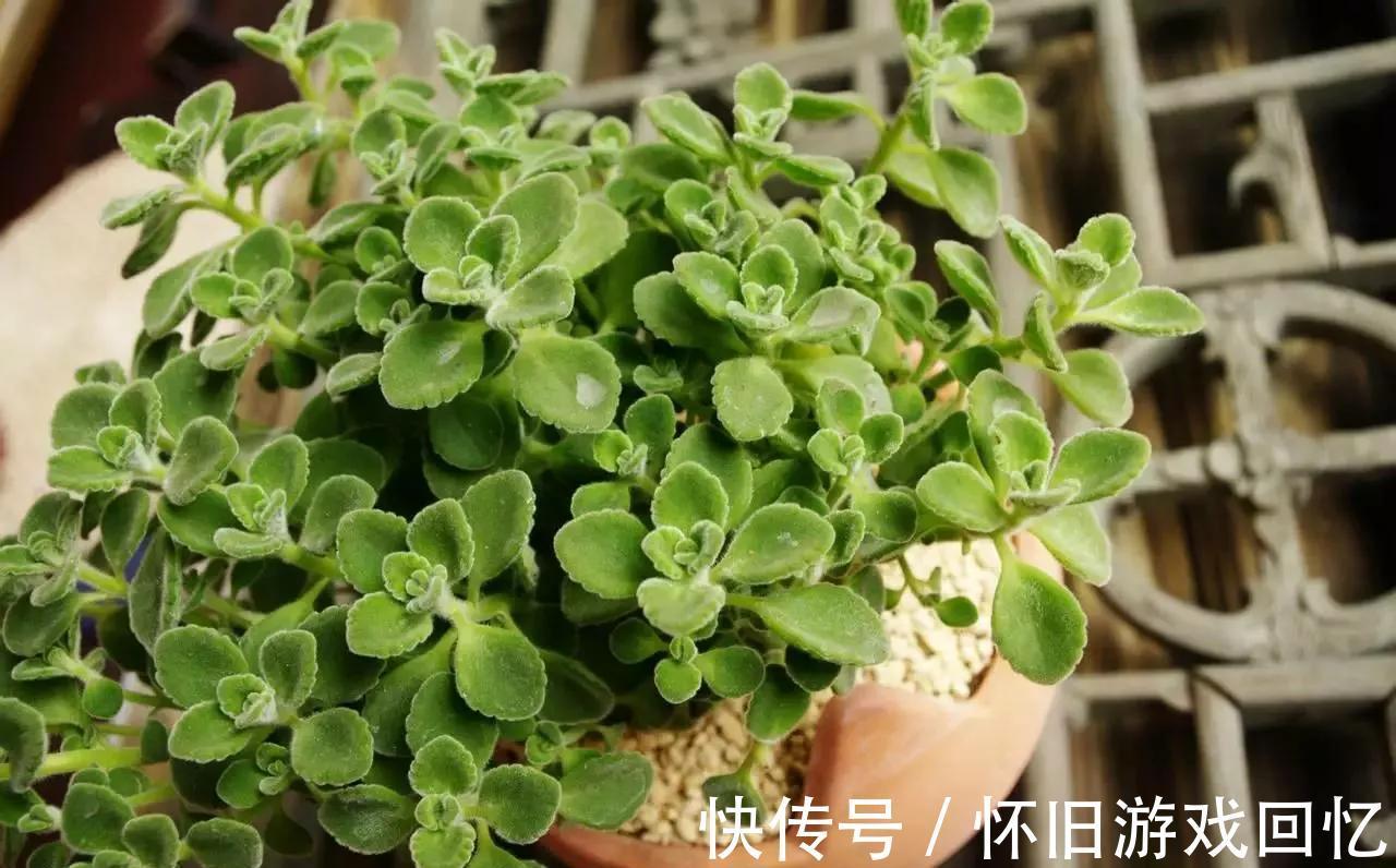 家里养盆香多肉,室内飘满香气,肥美又鲜亮