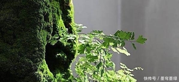 马铃薯汁|盆景教学山水盆景中最难的是点苔，教你如何快速上苔