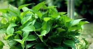  卧室|4种花，再好看也别再卧室养，虽然好看，但不合适！