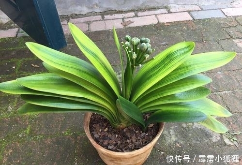 养护君子兰有诀窍,做对一件事,叶肥、花美、长势旺,特别漂亮