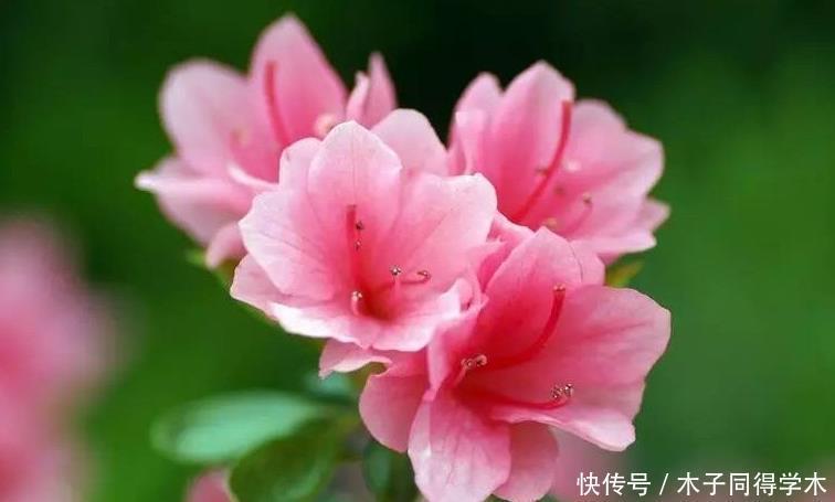 杜鹃花总是开完花就落叶枯萎吗?做好这4点,年年开爆盆