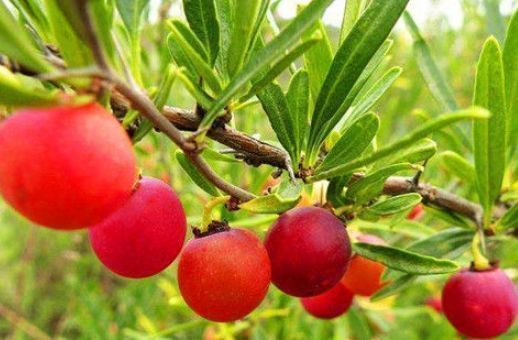 健康长寿|女人来大姨妈时,多吃3种“碱性”食物,排出污血,远离妇科炎症