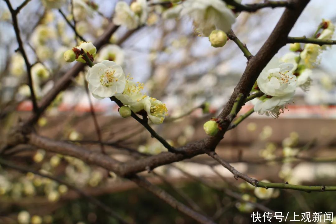 走进|梅开五福！普陀这里简直“美爆了”