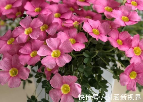 爆盆|喜欢三角梅,就养盆“珍稀名品”柠檬黄三角梅,开花爆盆高贵典雅