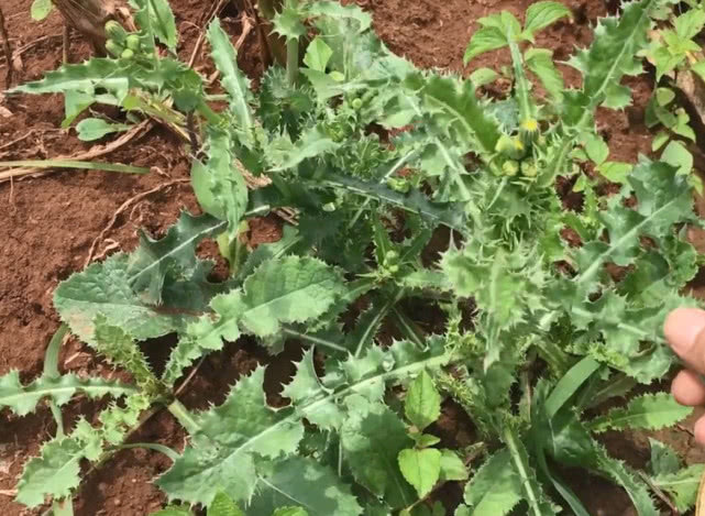 牛筋草|农田里一种野草,叶子边缘全是小刺,但挖来煮熟蘸辣椒盐特别好吃