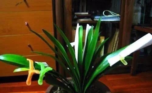 背光处|君子兰“长歪了”,调整方法很重要,错一点花箭都不冒