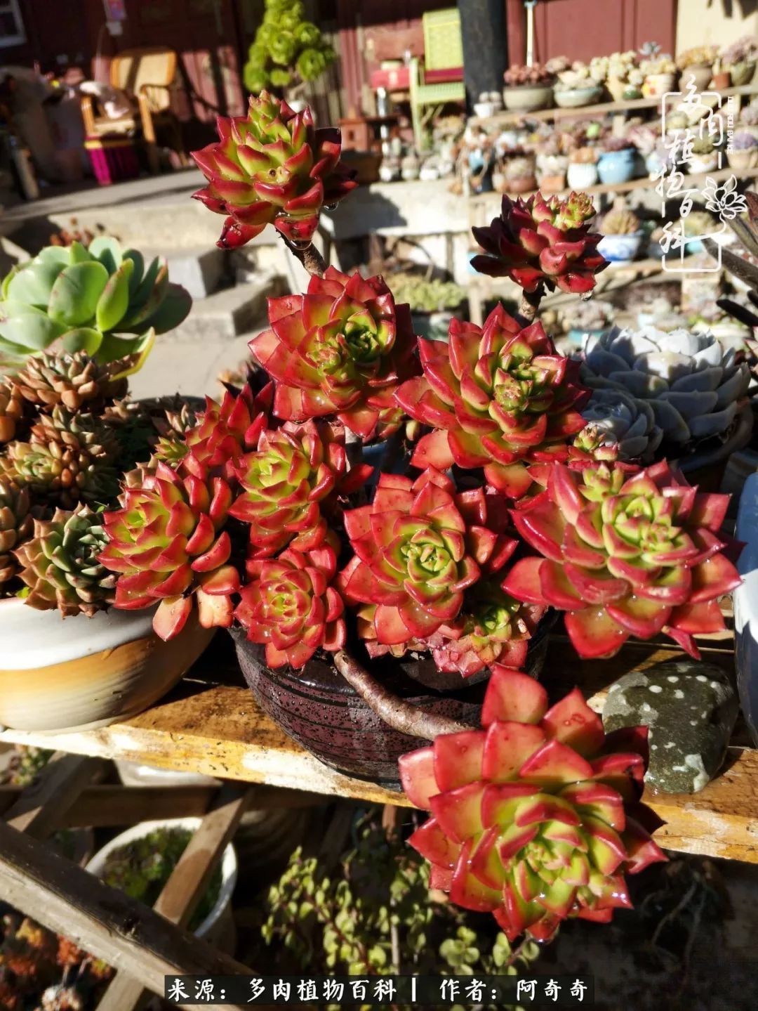 静心养多肉，只是为了在成人的世界里随波不逐流！