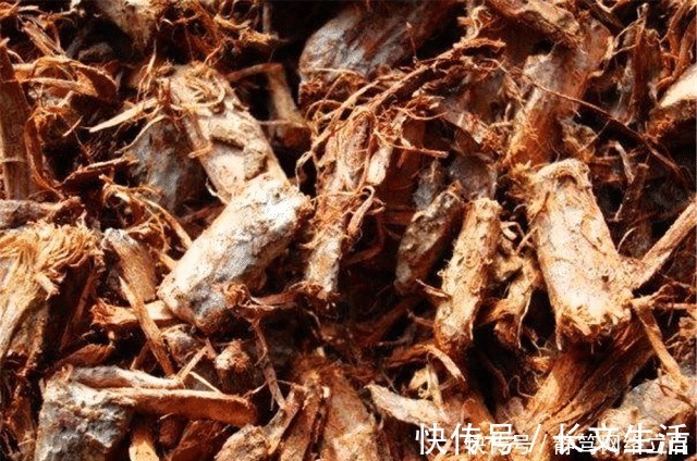 柳树皮|老大爷养君子兰,用上3种“黑炭块”,齐刷刷冒白根,年年开花旺