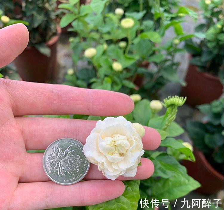 此花号称“花中仙”，姿态端庄赛玫瑰，花期200天，新手也能养