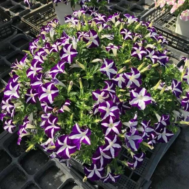 养花施肥小窍门记住“3个不要”，肥料用得少，花儿长得壮