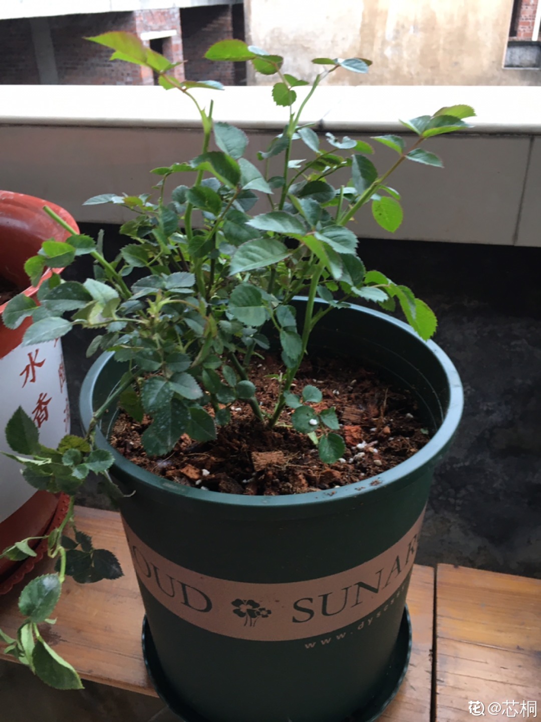 家里养了月季,花后使劲剪,越剪越开花,真省心