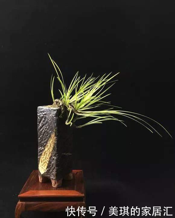 野草|路边野草,种盆里变成值钱盆景,超好养还好看