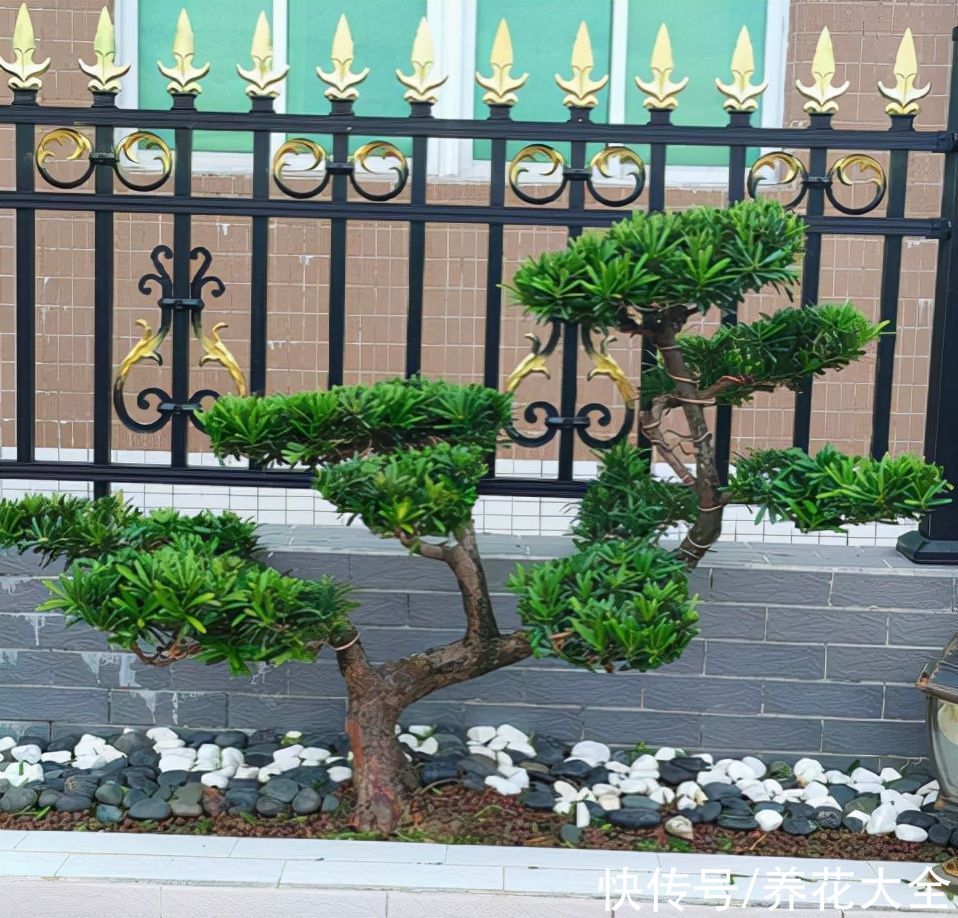 想要家中多贵气,当然要养岁寒三友,冬天养更合适