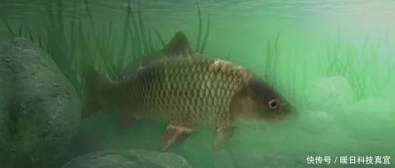 钓友|钓鱼人普遍存在的5个误区,别再犯糊涂了!