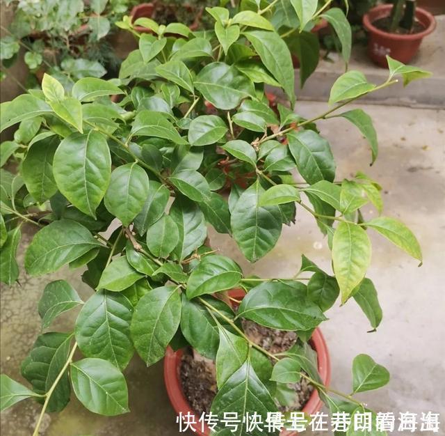 天冷|天冷了，15种漂亮花喜欢“大太阳”，多晒长得壮，花更多