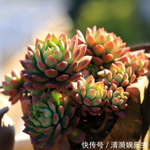 三元缓释肥|盘点10种“容易度夏”多肉,南北方花友,随便选、随便养