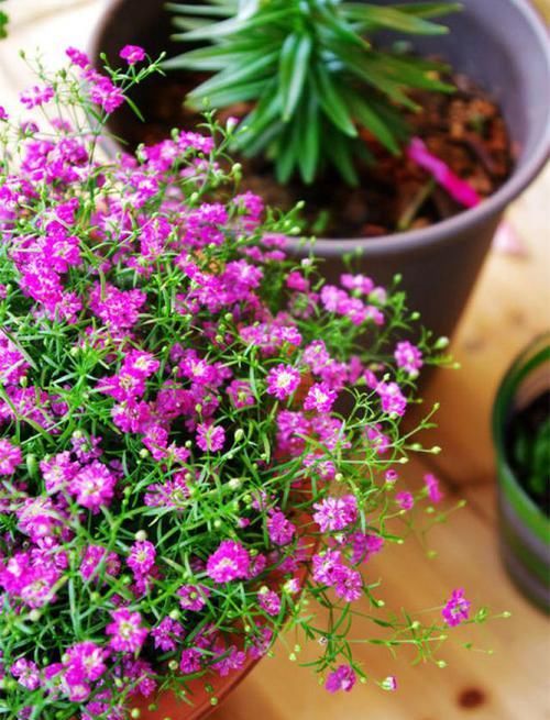  绿萝|浇点水就能开“爆盆”的花卉，花色清新，仙气十足，比绿萝还好养