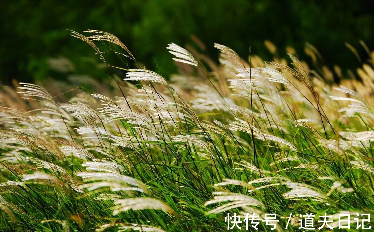 初秋行圃|这首杨万里的小诗,似信手拈来,质朴平实,又风情万种,独特新鲜