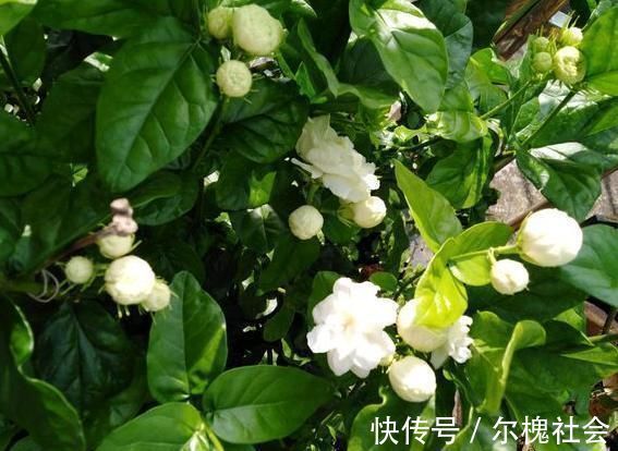 茉莉花|黄泥茉莉花,换盆就用“这种土”,不花钱养分足,每次开花都爆盆