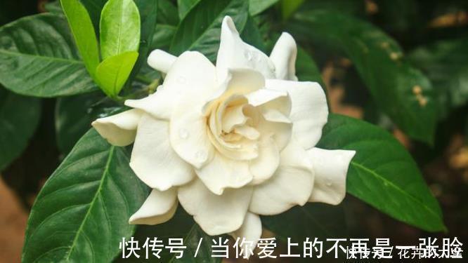 栀子花|不适合室内养的5种花草,入手要谨慎,没有露养条件白花钱