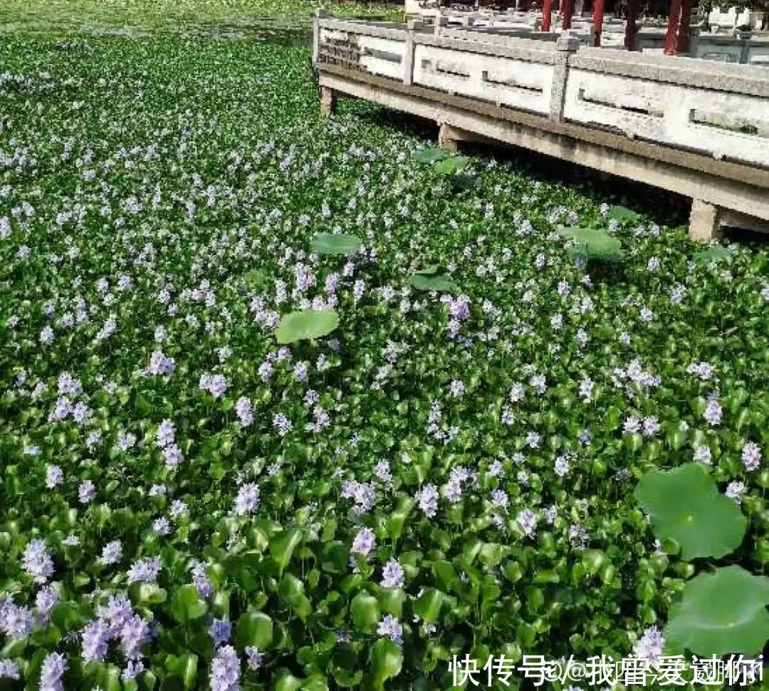 养花知识这花是个大“祸害”，20元一棵还有人买，到底为啥