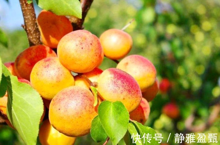 水果|比苹果功效更好的水果，能防高血压，预防感冒，润肺，不妨一试