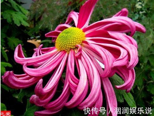 薰风|喜欢菊花,不如养盆“珍稀名菊”薰风倩影,是仙女舞裙,端庄典雅