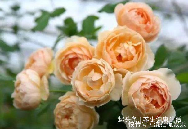 裘德|喜欢牡丹,不如养盆“玫瑰精品”无名的裘德,水果香味,四季开花