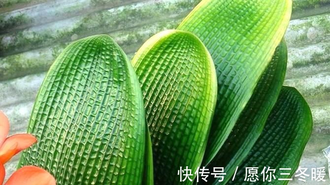 路边捡一把扔到花盆里，土壤肥的流油，根壮不腐烂，3年不用换土！