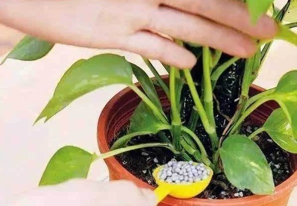 土壤|3种错误的养花方法,你有没有做过难怪养起花会越养越“糟”