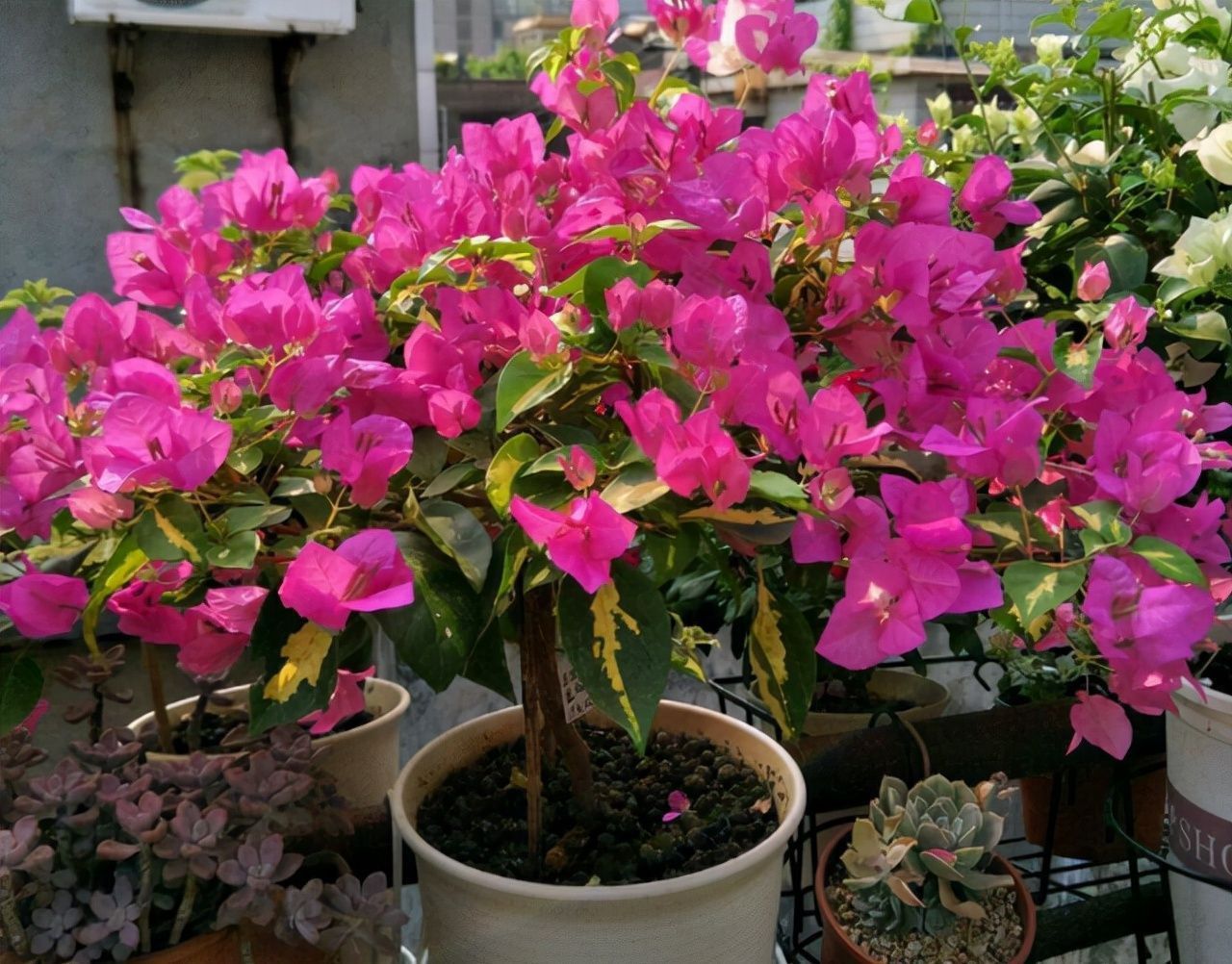 三角梅只长叶子不开花?做对了这几点!满树花苞“开”不断!