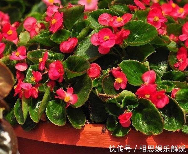 株形|这6种花,要经常“摘心”,分枝多开花多,株形更丰满