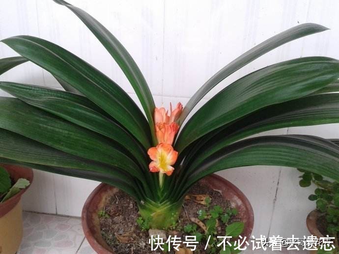 8月养君子兰，浇水是“关键”，教你学“2招”，根壮叶绿、开花艳