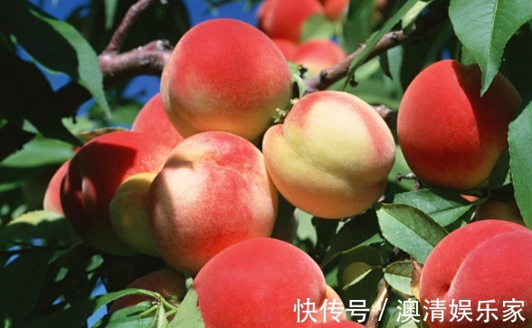 果农|果农偷偷告诉我，买桃子就挑“公”的，一挑一个准，脆甜又天然！